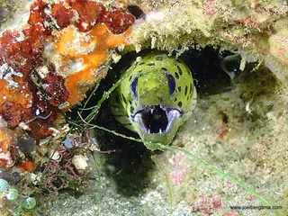 Underwater photograph by Joel Bergsma