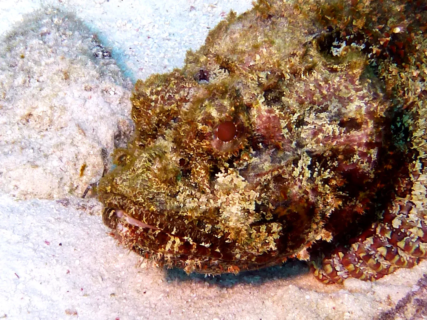 Scorpionfish, Bonaire, 2013