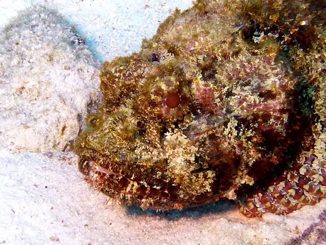 Underwater photograph by Joel Bergsma
