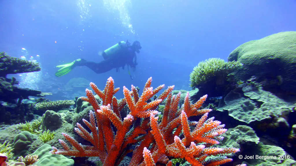 Underwater photograph by Joel Bergsma
