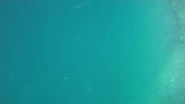 Video - Porcupinefish (aka Porcupine Pufferfish) Schooling. Kicker Rock. Galapagos.    I shot this video while snorkeling with my Intova Sport Pro HD, a camera similar to the Go Pro.