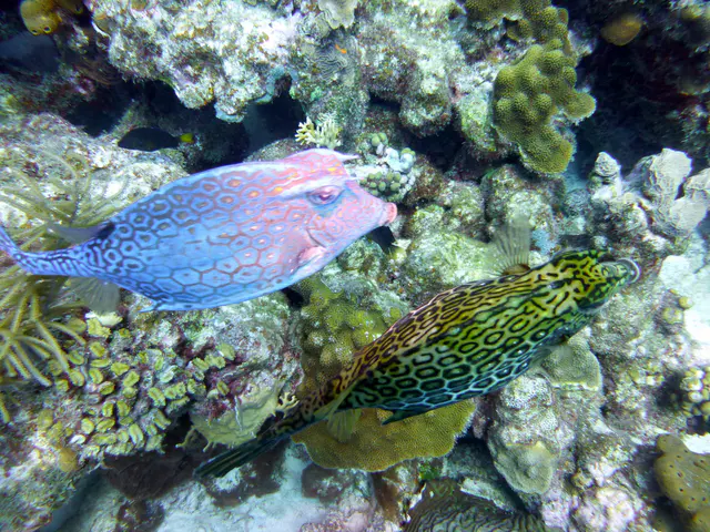 Underwater photograph by Joel Bergsma