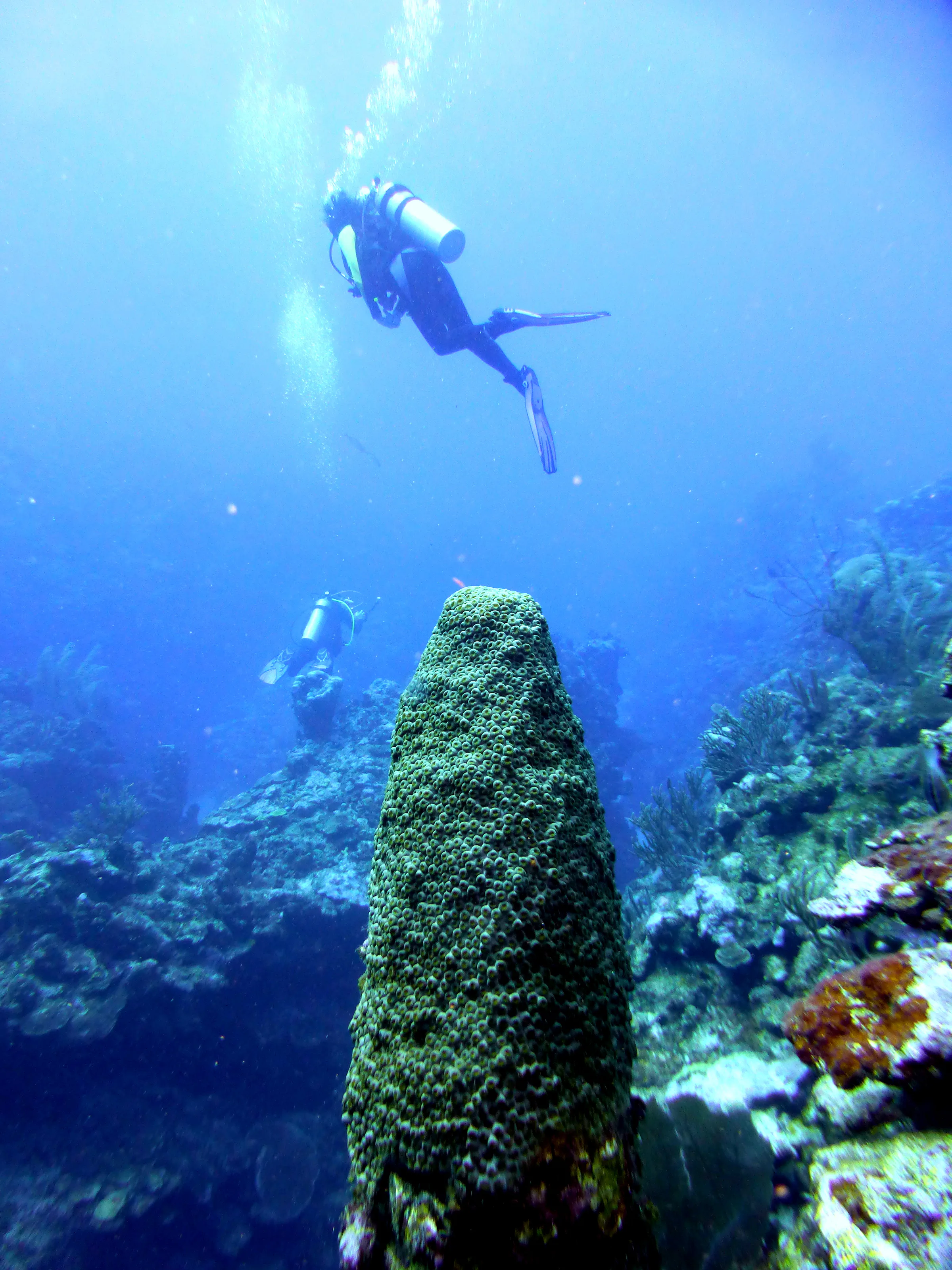 Belize underwater photograph, 2017