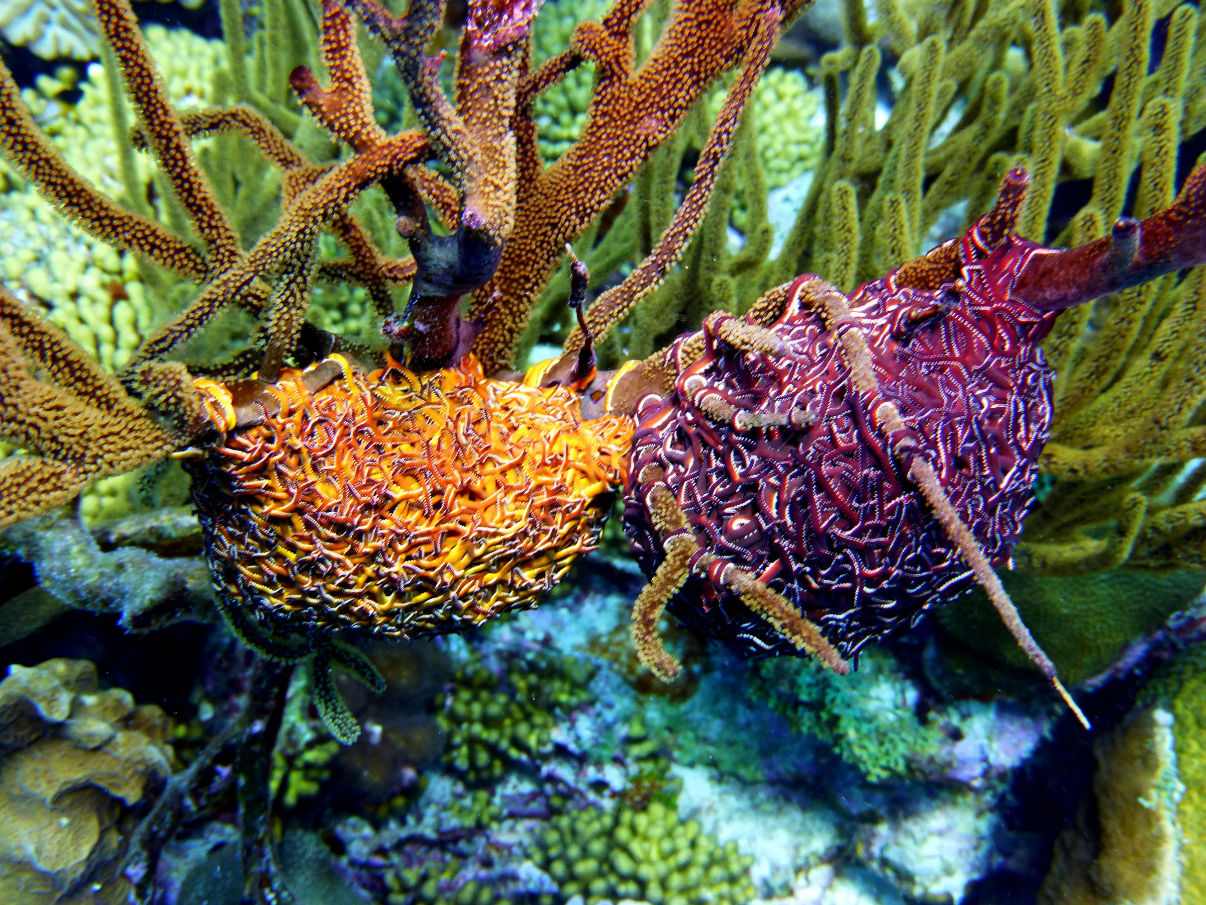 Worm, Bonaire, 2013