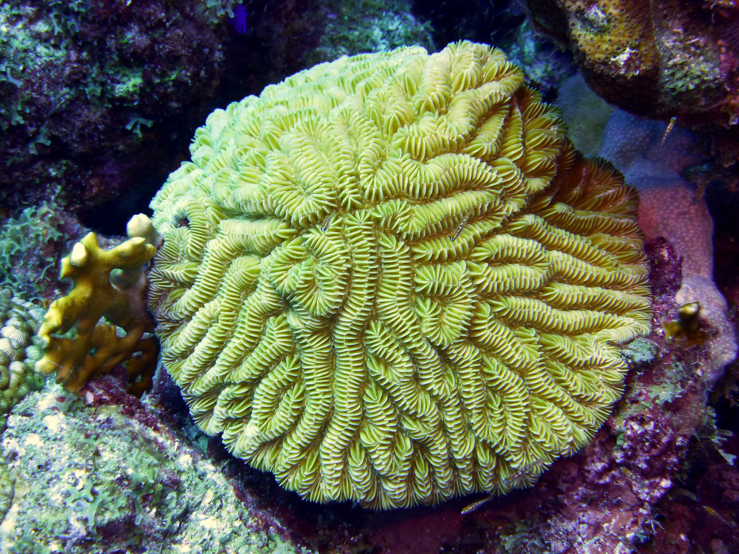Bonaire underwater photograph, 2013