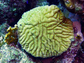 Underwater photograph by Joel Bergsma