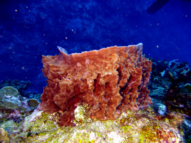 Underwater photograph by Joel Bergsma