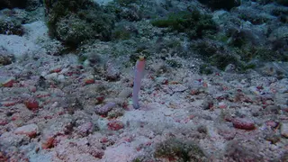 Yellowhead Jawfish