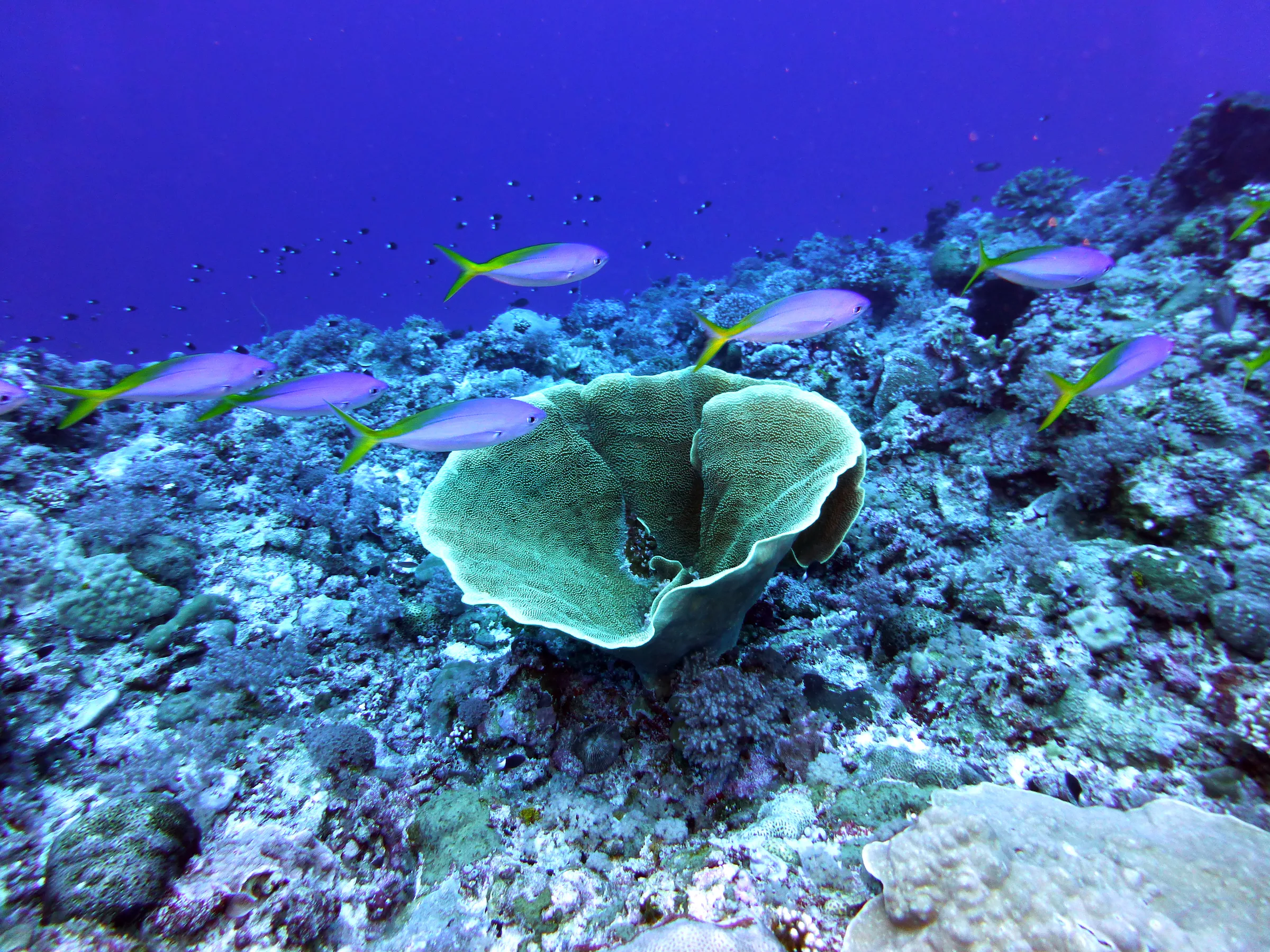 Palau underwater photograph, 2013