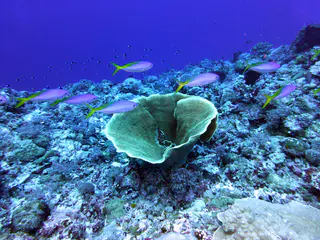 Underwater photograph by Joel Bergsma