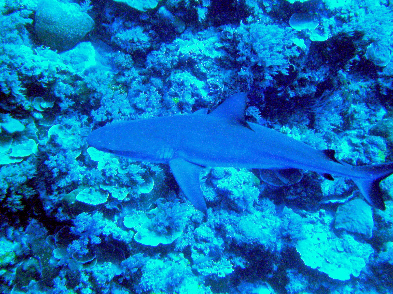 Grey reef shark.