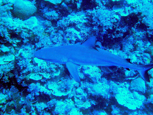 Grey reef shark.