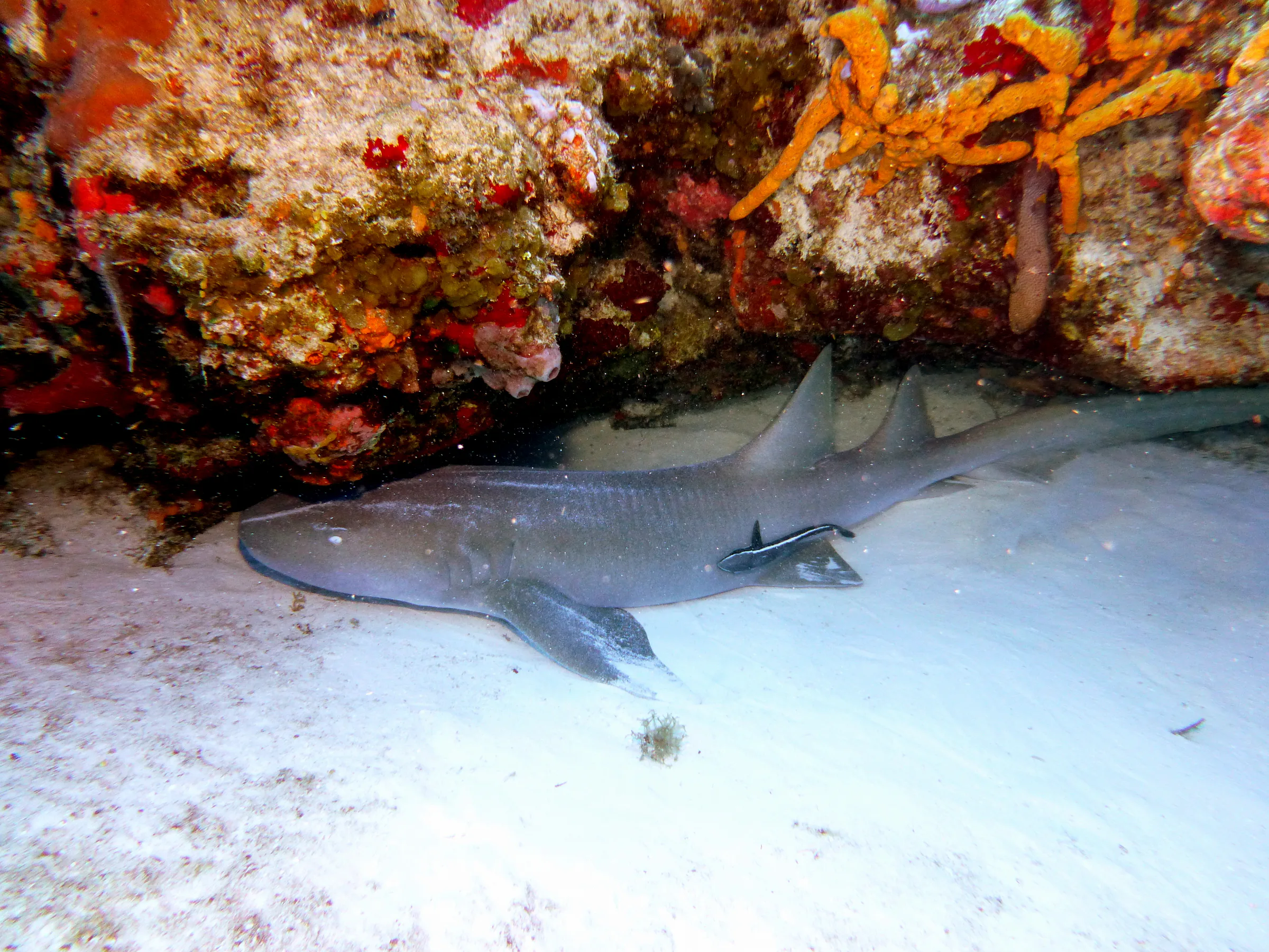 Nurse Shark, Cozumel, 2013