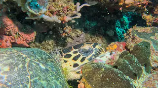 Underwater photograph by Joel Bergsma