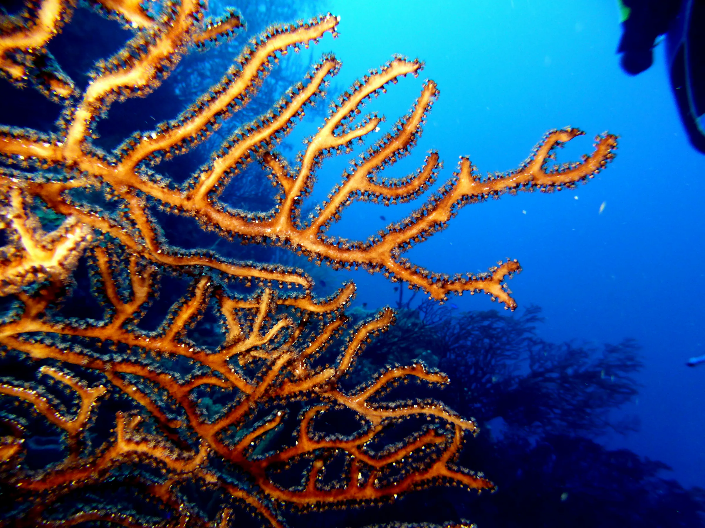 Belize underwater photograph, 2017