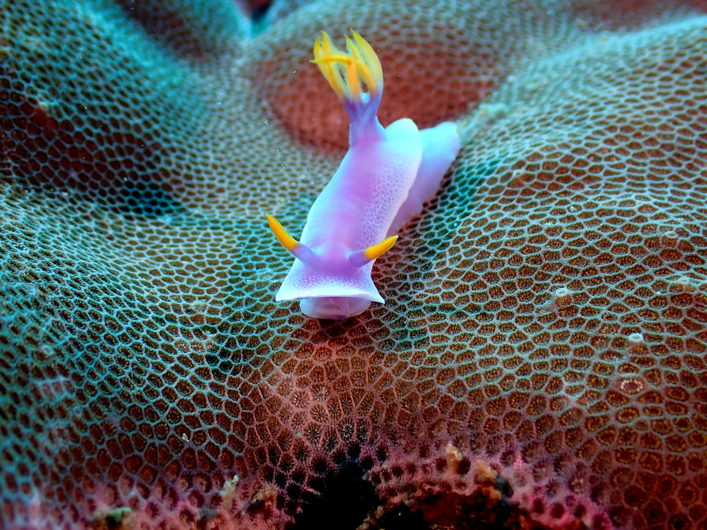 Philippines underwater photograph, 2022