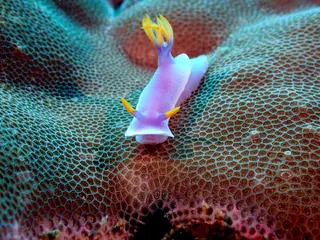Underwater photograph by Joel Bergsma