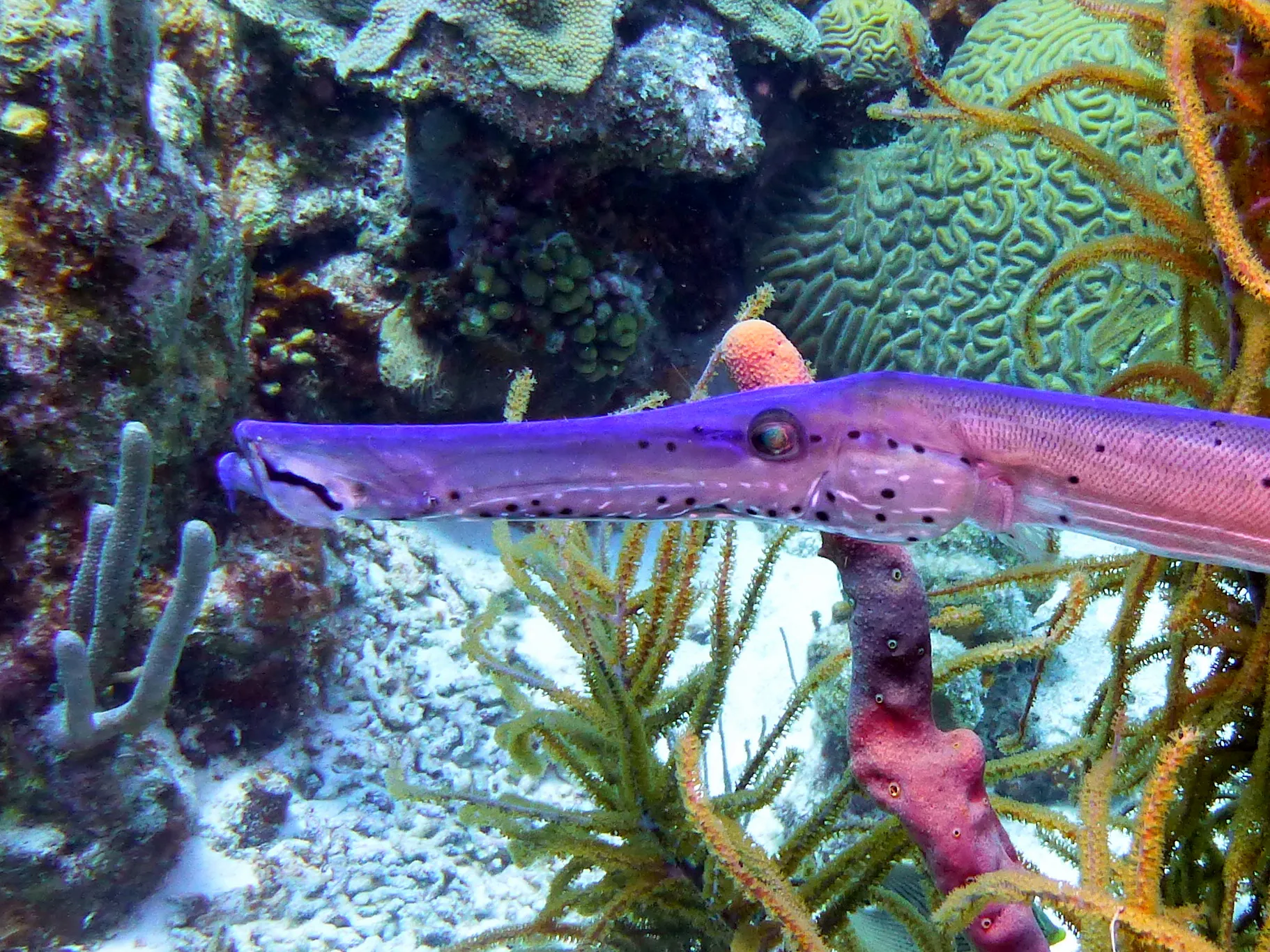 Trumpetfish, Bonaire, 2013