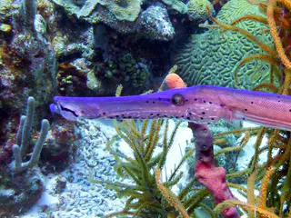 Underwater photograph by Joel Bergsma
