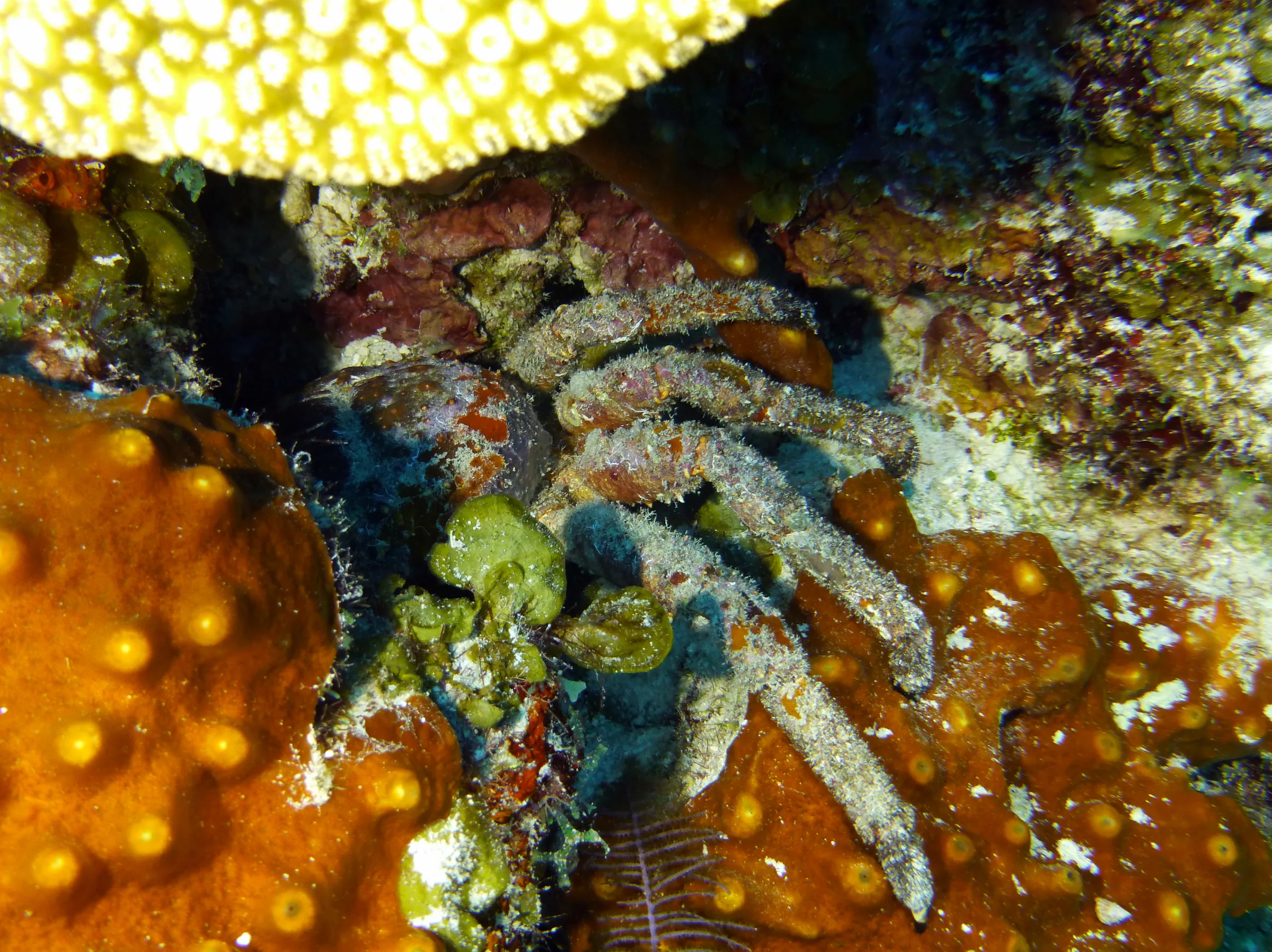 Channel Clinging Crab, Belize, 2017