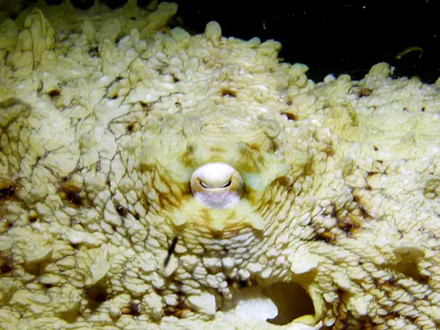 Underwater photograph by Joel Bergsma
