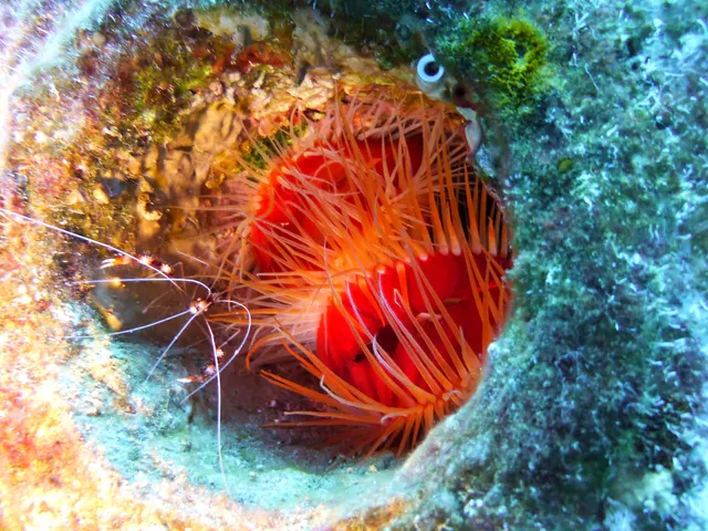 Underwater photograph by Joel Bergsma
