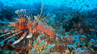 Underwater photograph by Joel Bergsma