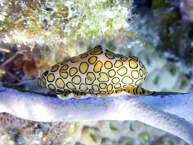 Underwater photograph by Joel Bergsma