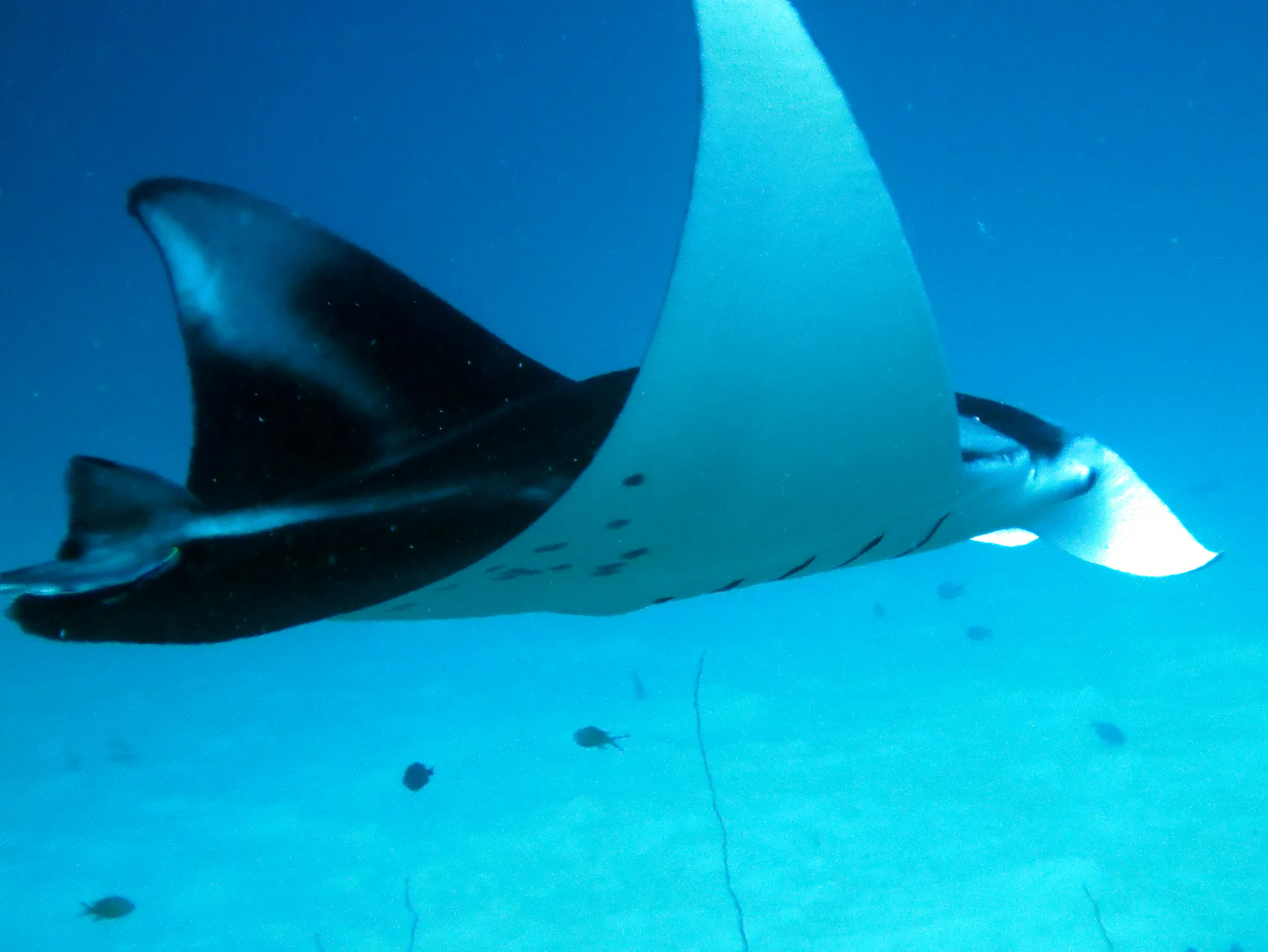 A manta with its wings raised circles the cleaning station at the mouth of the German Channel, Palau. The manta's eye portrudes from its body. 2011-01-22.