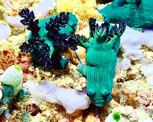 Underwater photograph by Joel Bergsma
