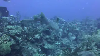 Nurse Shark