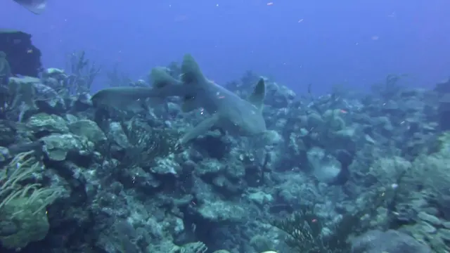 Nurse Shark