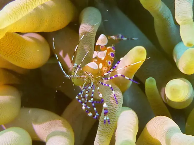 Underwater photograph by Joel Bergsma