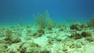 Yellowhead Jawfish