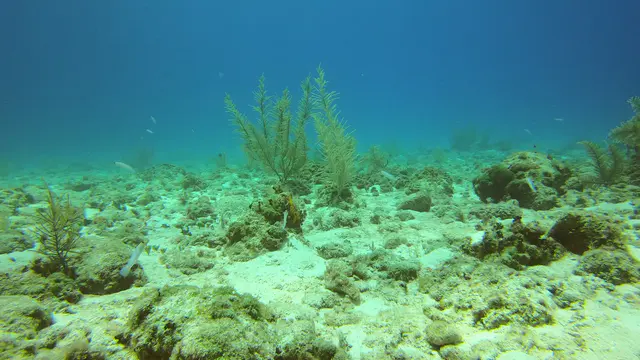 Yellowhead Jawfish