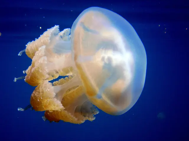 Golden Jellyfish.
