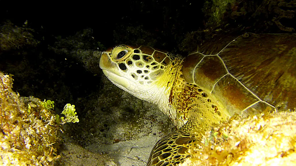 Underwater photograph by Joel Bergsma