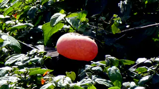 Gular Sac display by a Frigate Bird during nesting season.