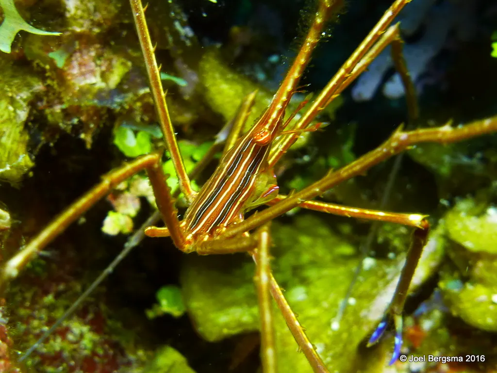 Arrow Crab, Cayman Islands, 2016