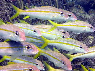 Underwater photograph by Joel Bergsma