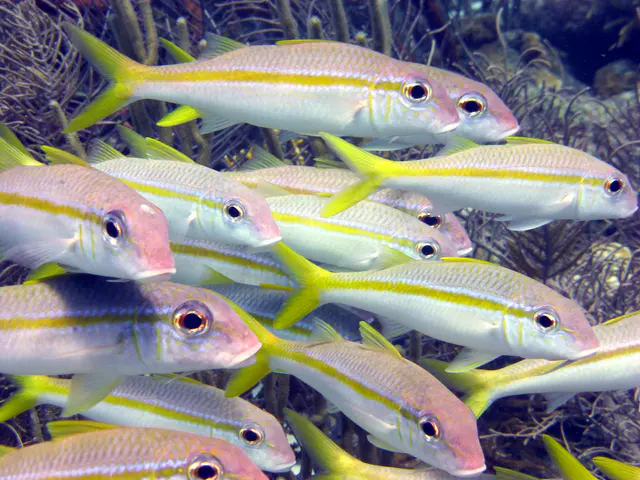 Underwater photograph by Joel Bergsma