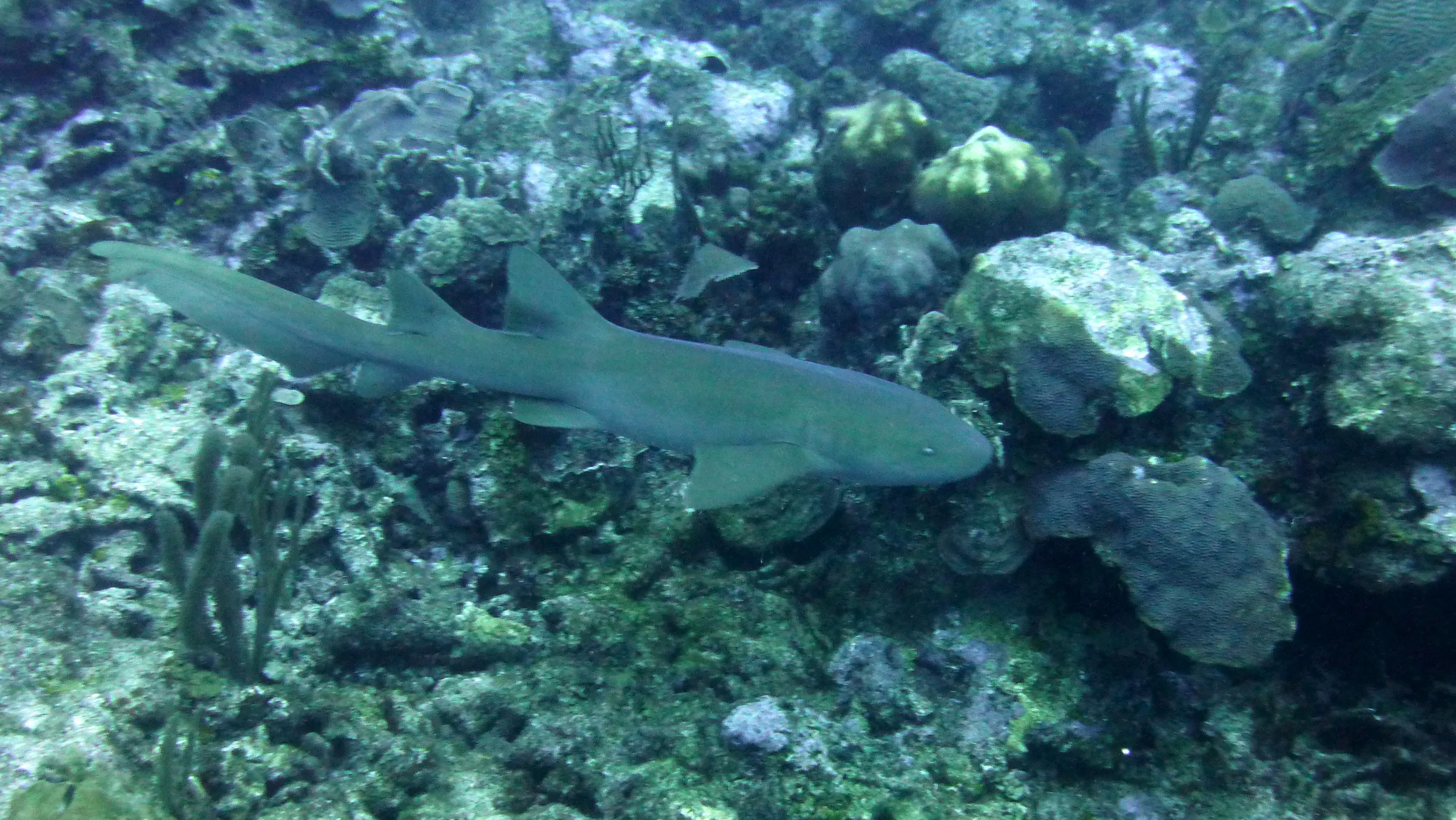Nurse Shark, Belize, 2017