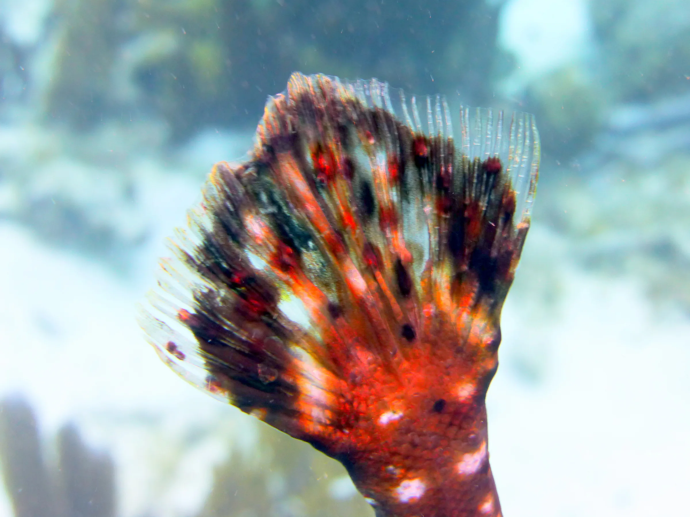 Trumpetfish, Bonaire, 2013