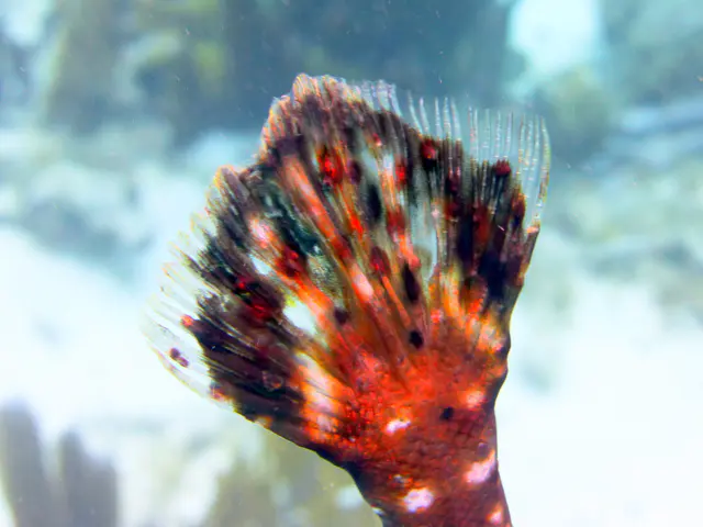 Underwater photograph by Joel Bergsma
