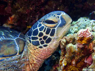 Underwater photograph by Joel Bergsma