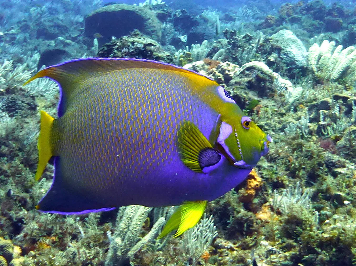 Queen Angelfish, Cozumel, 2014
