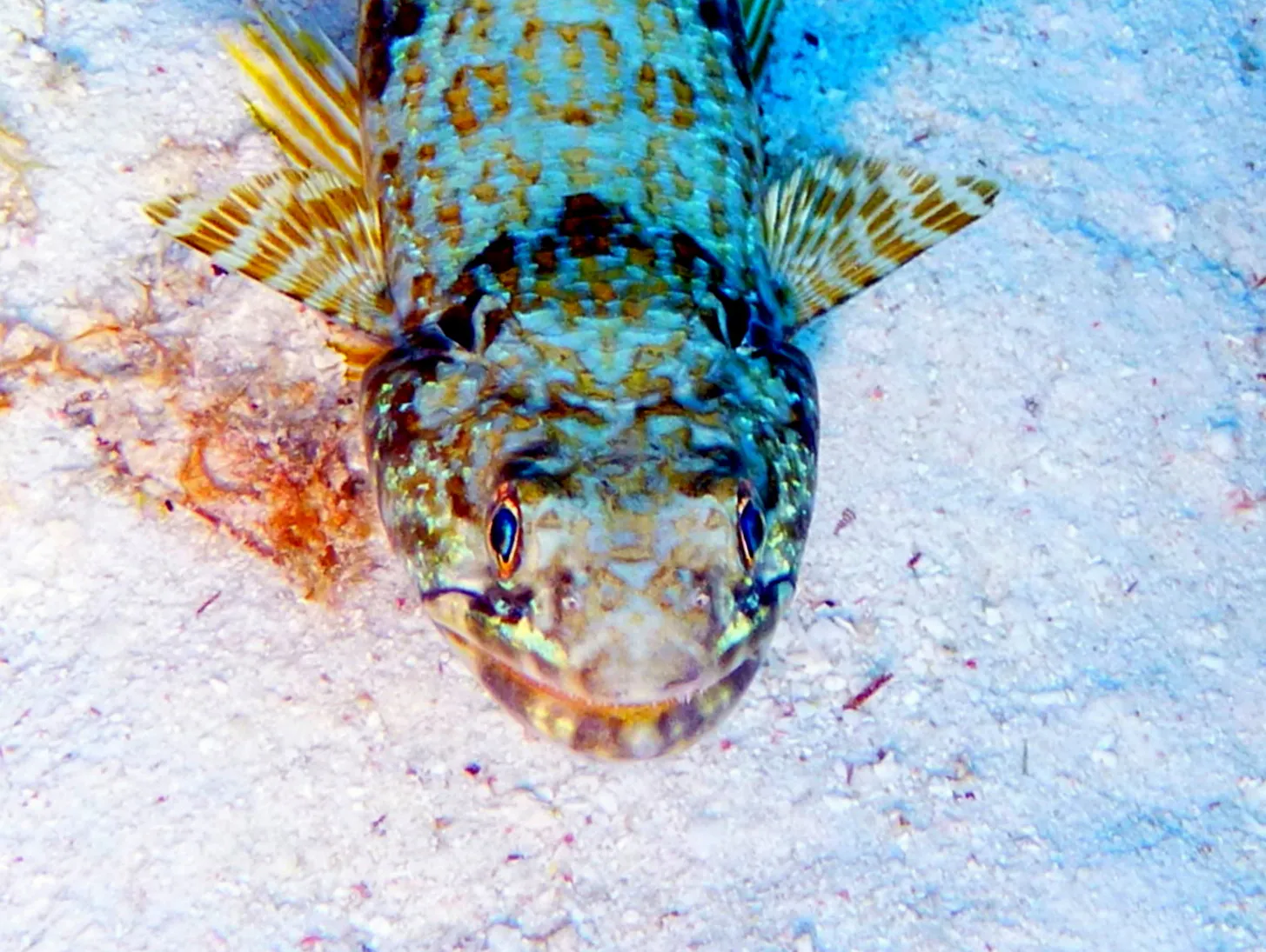 Lizardfish, Bonaire, 2013