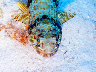 Underwater photograph by Joel Bergsma