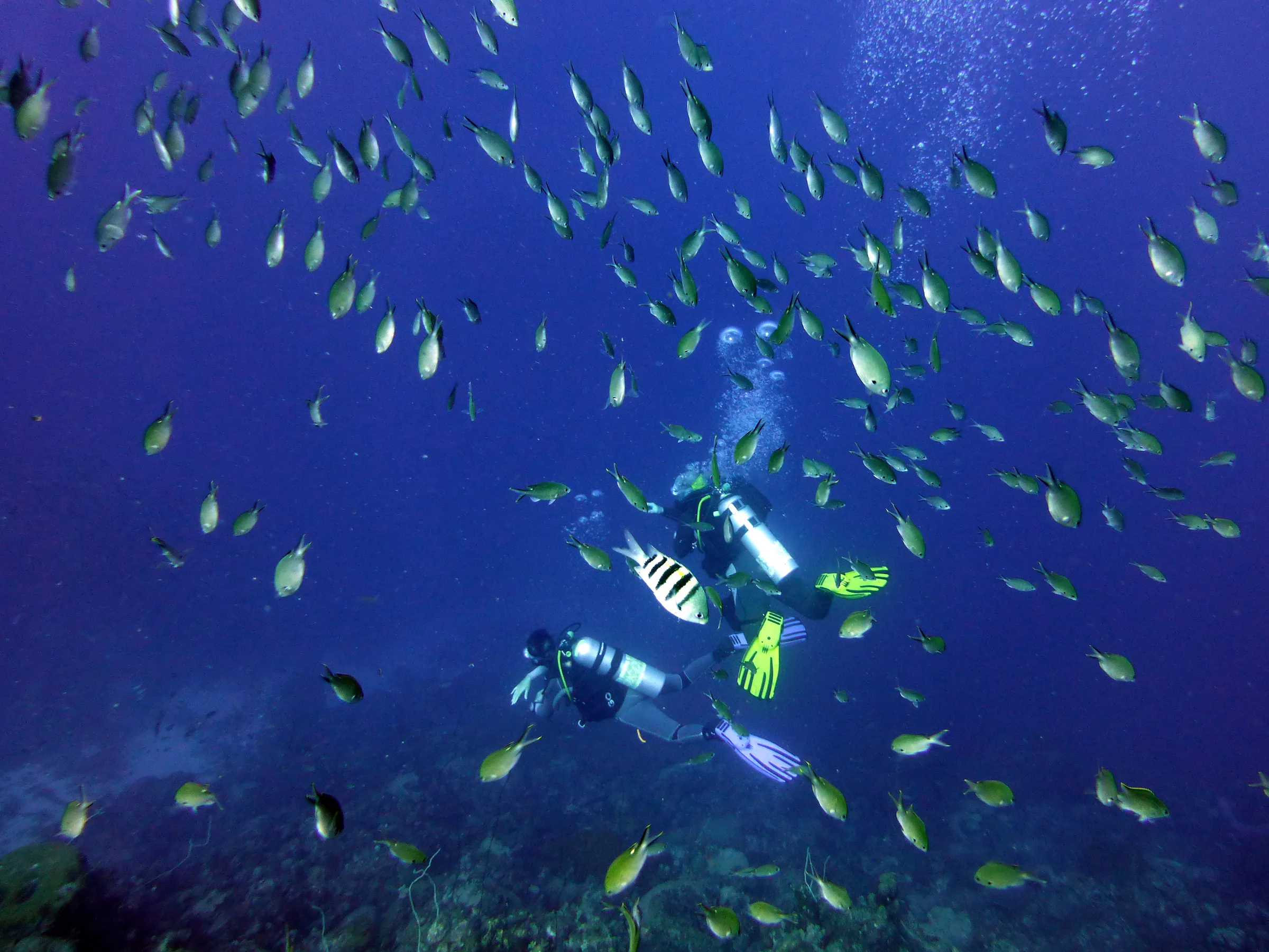 Bonaire underwater photograph, 2013