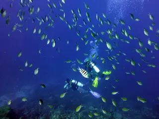 Underwater photograph by Joel Bergsma